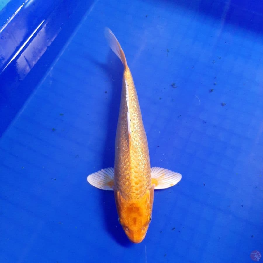 Yamabuki Ogon Ginrin 25cm