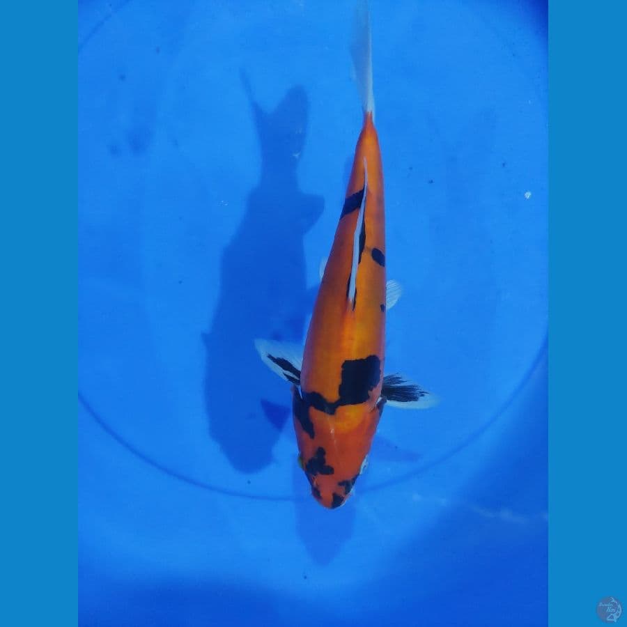 doitau 24 cm
