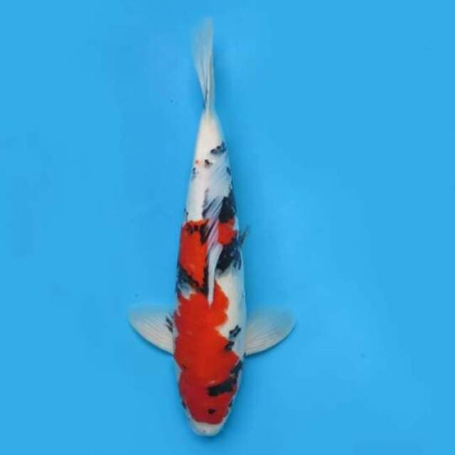 44cm Male Tosai - F1 Showa Good Prospek