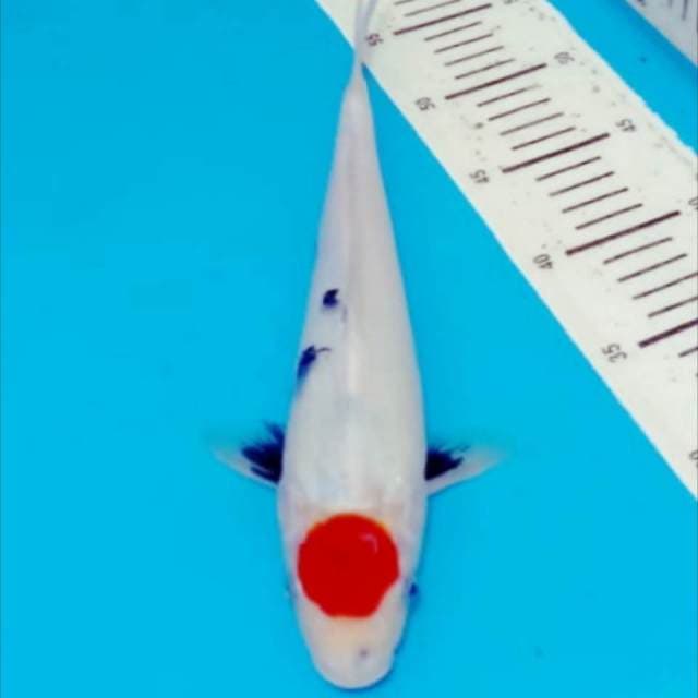 Tancho showa 35cm
