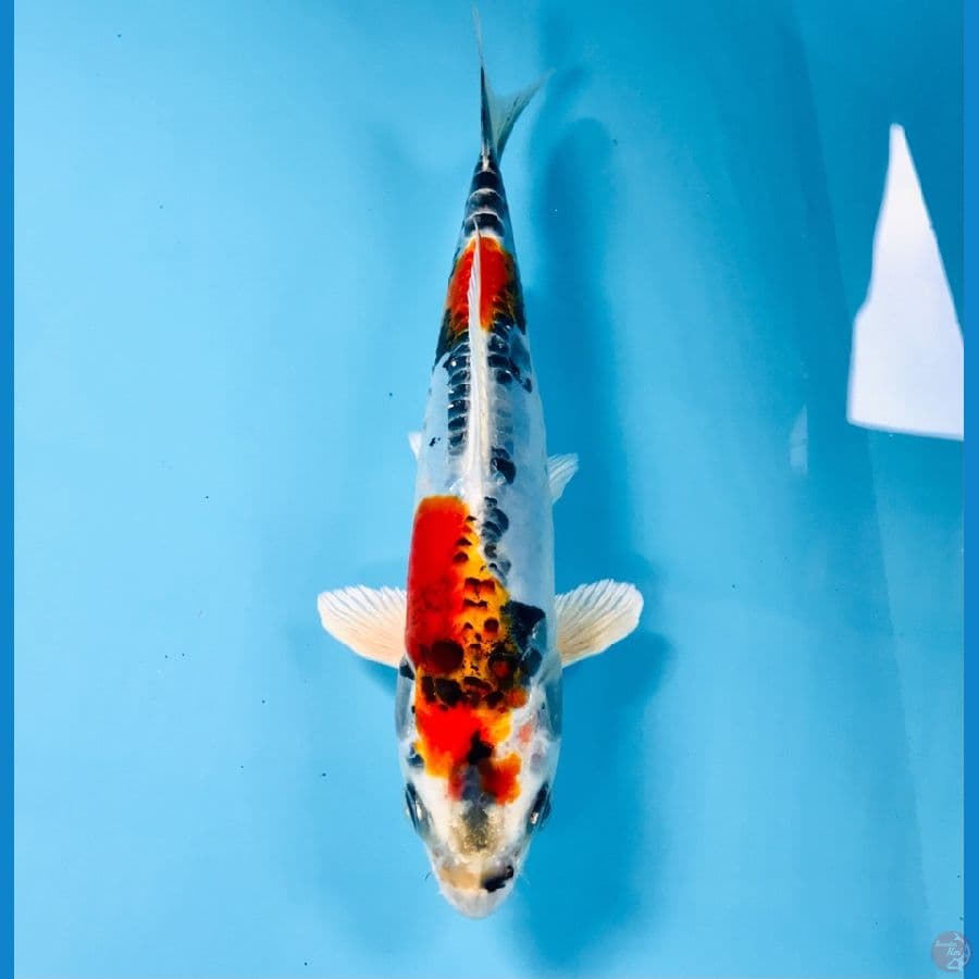 beni kiko, 20 cm