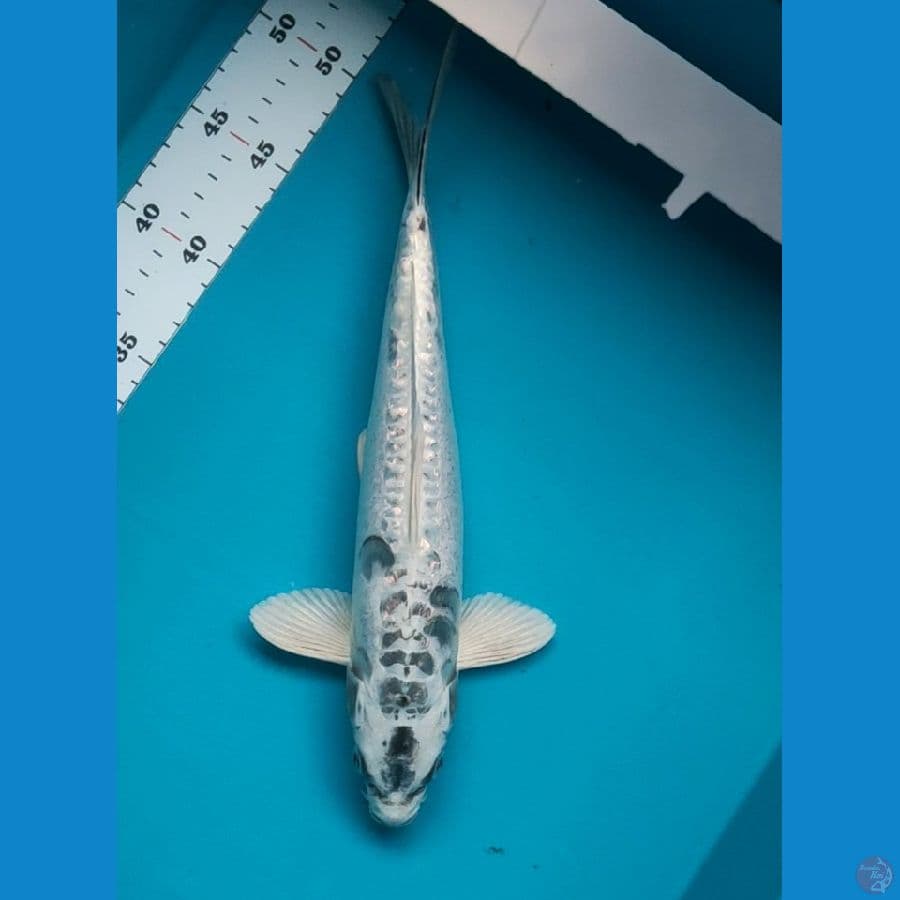 kawarimono 32cm male