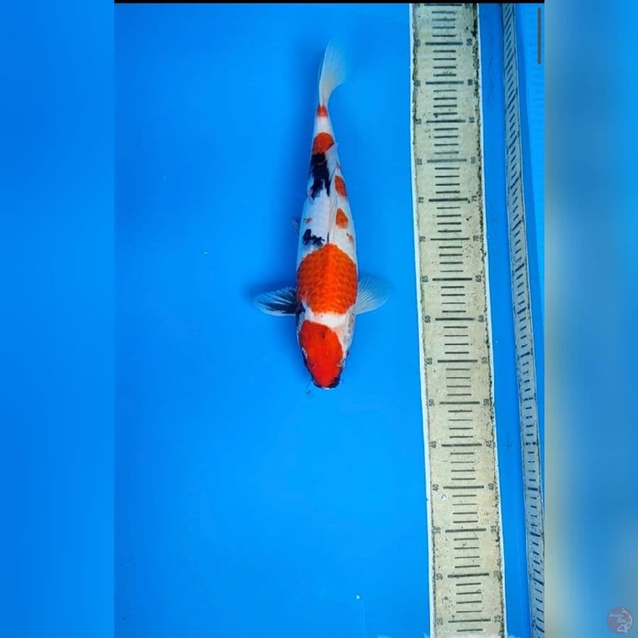 showa 40cm(fimle)