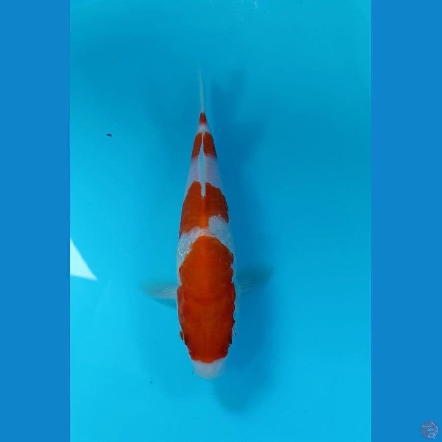 kohaku 20cm