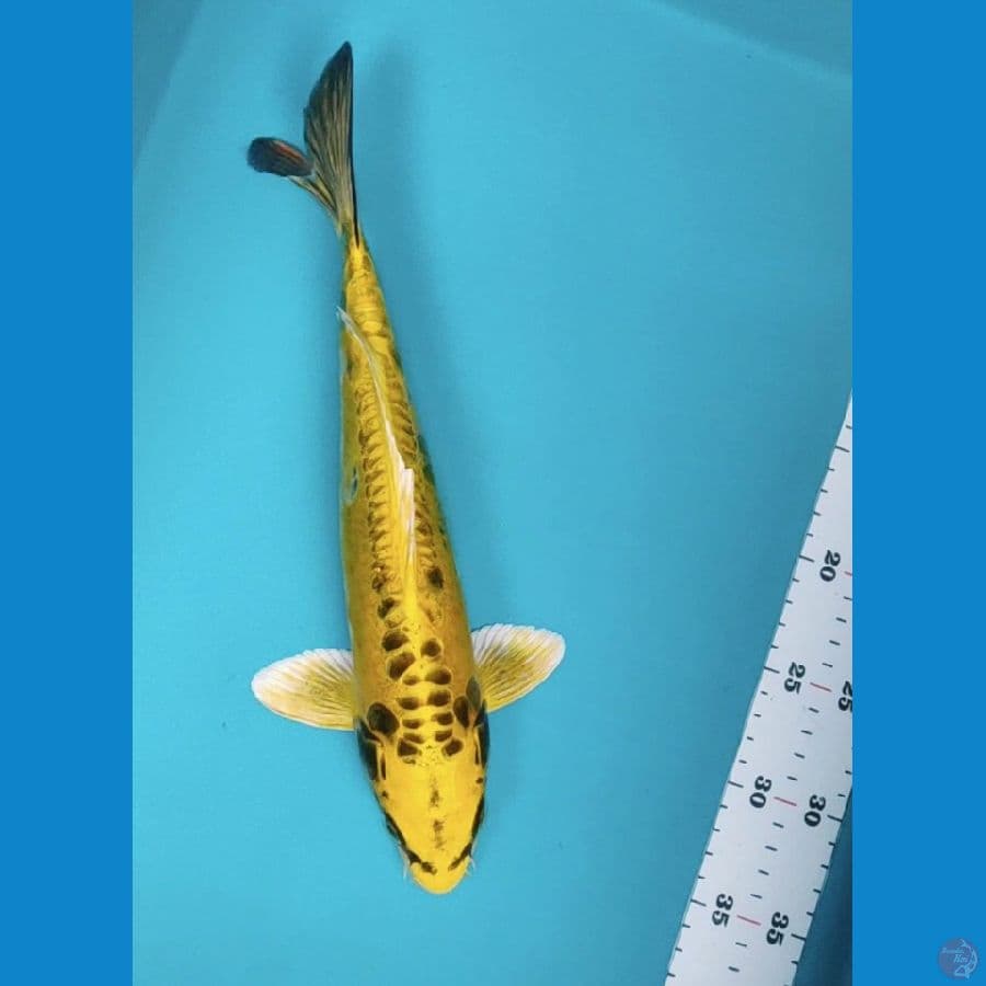 kawarimono 32cm male