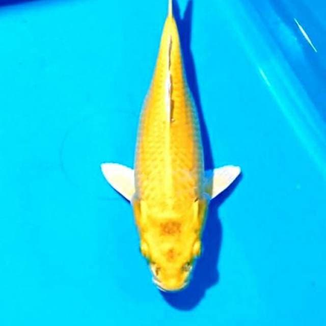 Yamabuki ogon 29cm