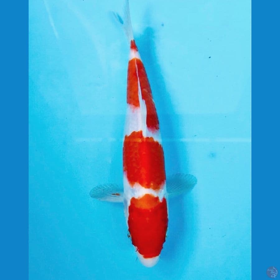kohaku, 20 cm