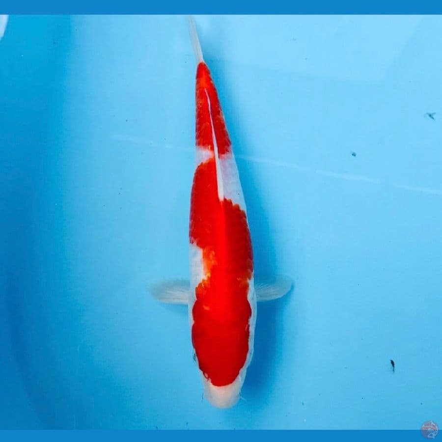 kohaku, 24 cm