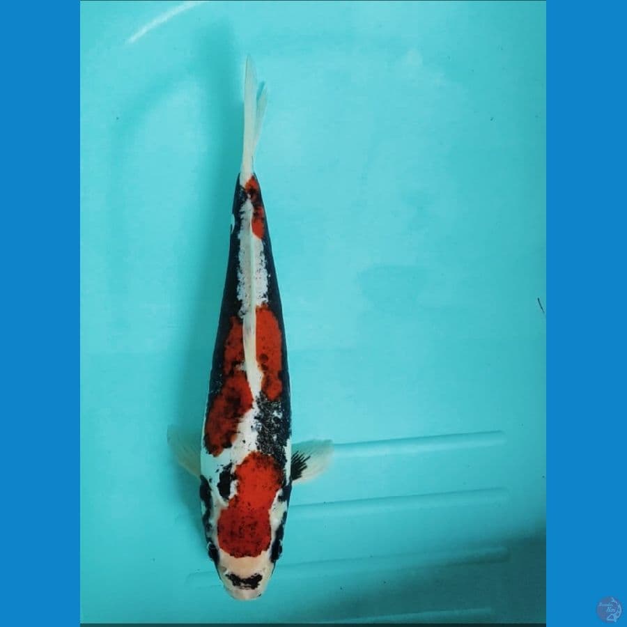 beni kumon 34cm