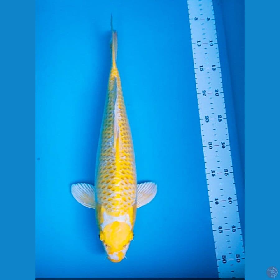 maruten ogon 42cm male