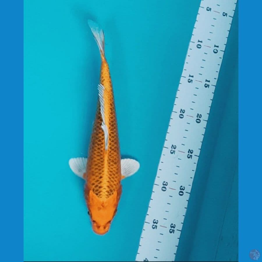 matsuba 25cm