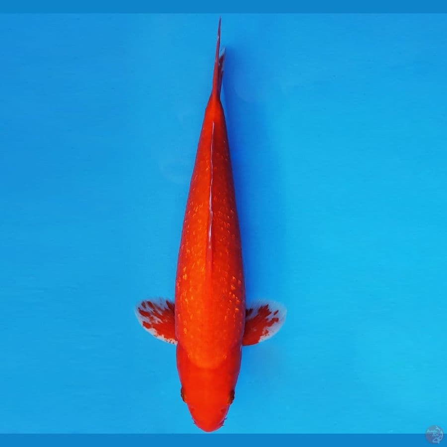 HIRO 2 - BENIGOI GIN RIN 33 cm/fm ®