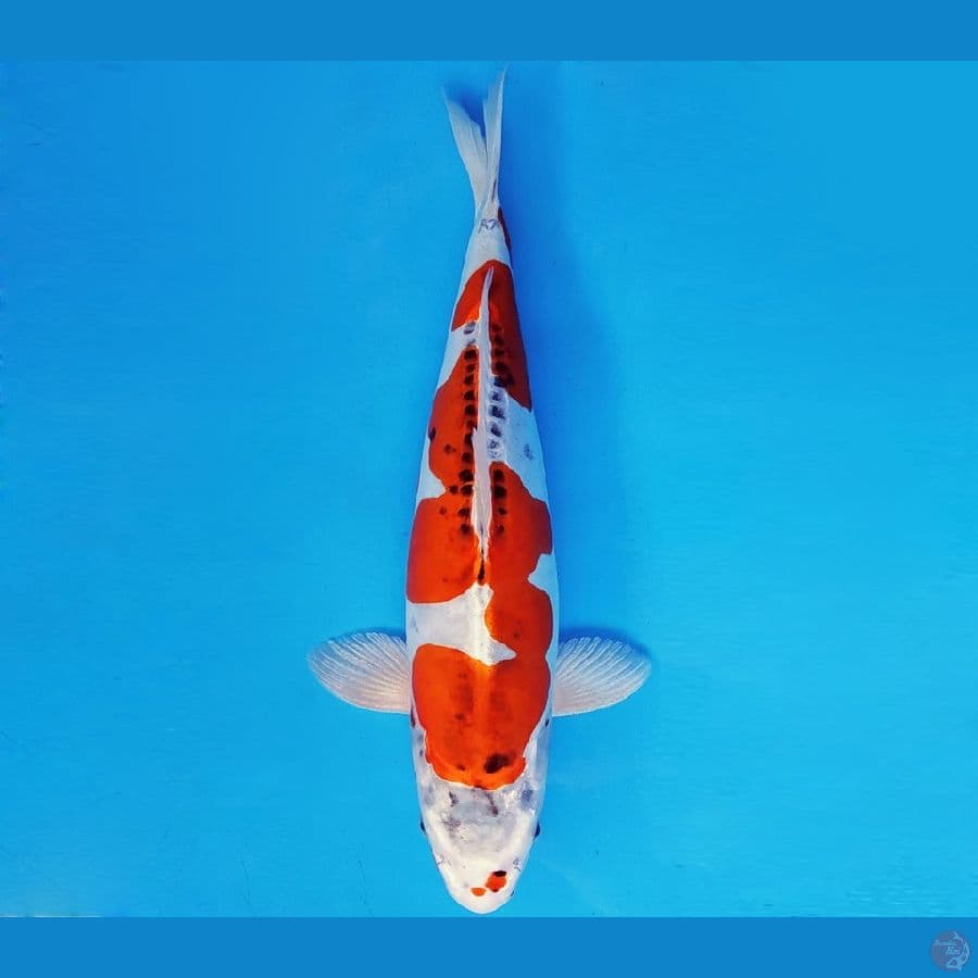 HIRO 3 - INAZUMA KIKOKURYU 40 cm/fm ®