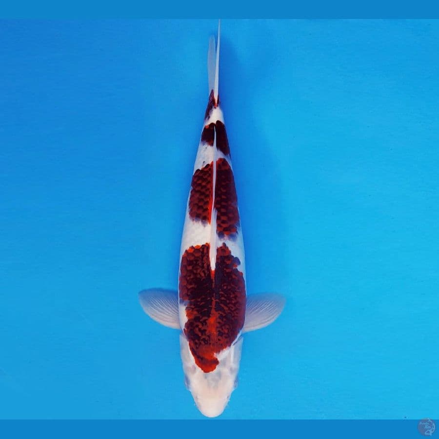 HIRO 6 - GOROMO 36 cm/fm ®