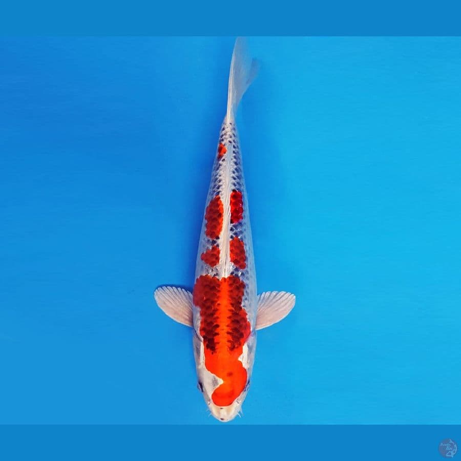 HIRO 8 - KUJAKU 33 cm/fm ®