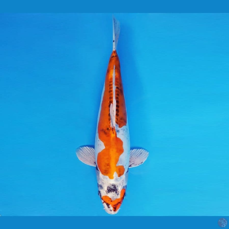 HIRO 9 - KIKOKURYU 40 cm/fm ®