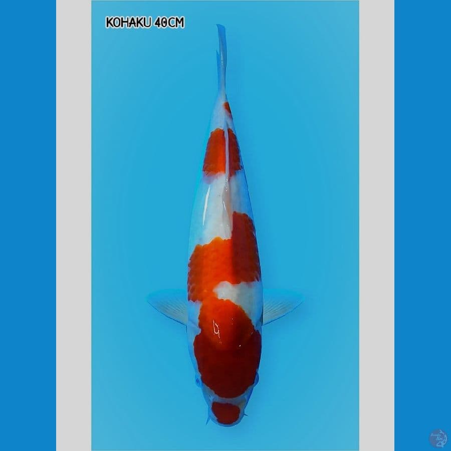 Kohaku 40CM