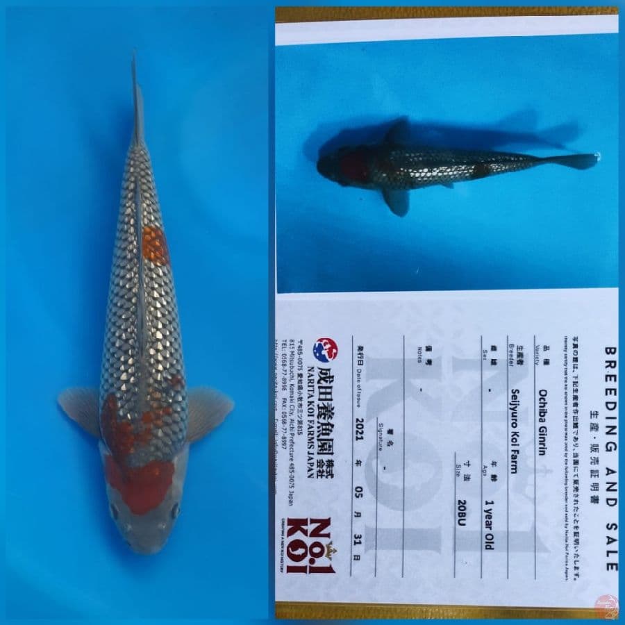 Ochiba ginrin Seijyuro 46cm