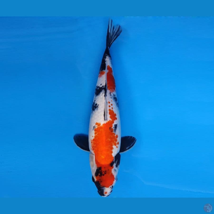HIRO 11 - SHOWA KANOKO 36 cm/fm ®