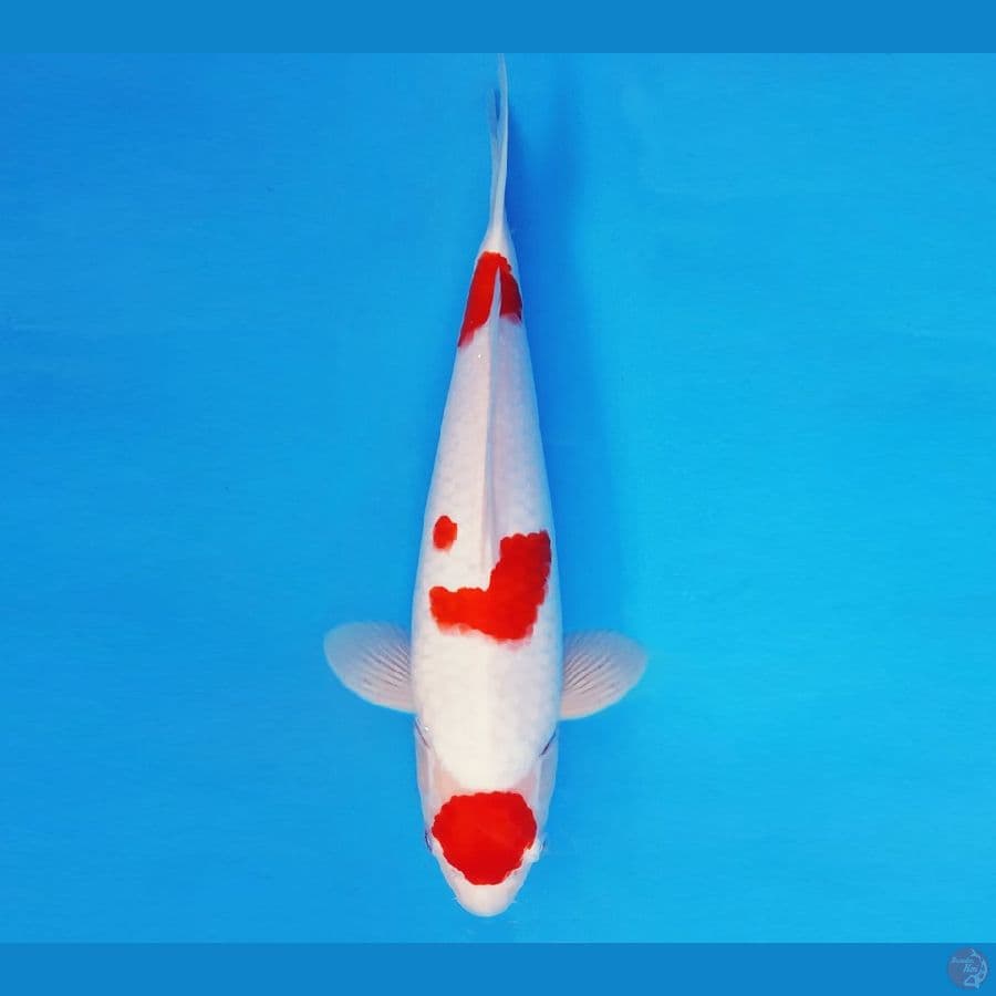 HIRO 12 - MARUTEN KOHAKU 31 cm/fm ®