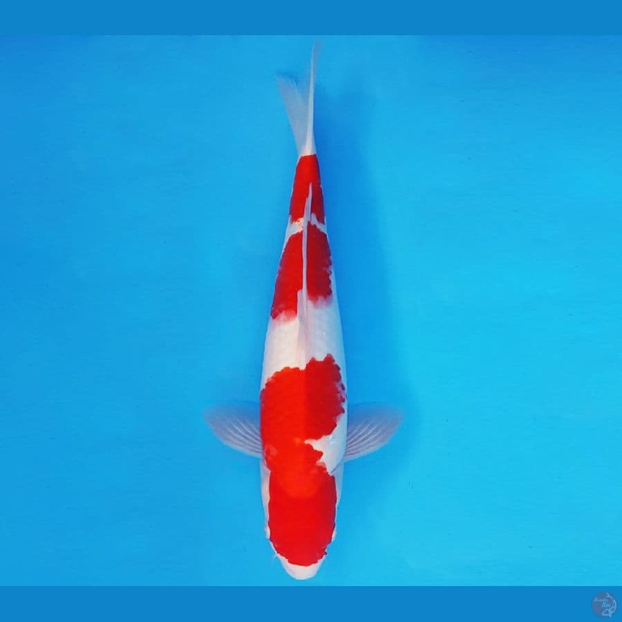 HIRO 13 - KOHAKU 30 cm/male ®