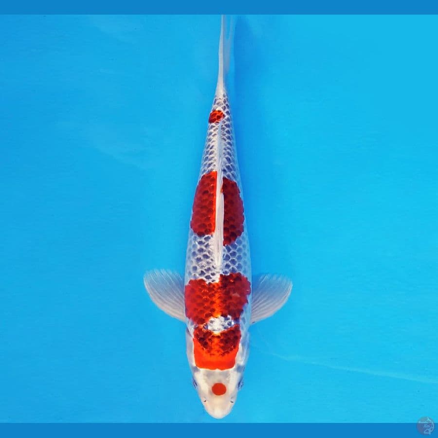 HIRO 16 - KUJAKU 36 cm/fm ®