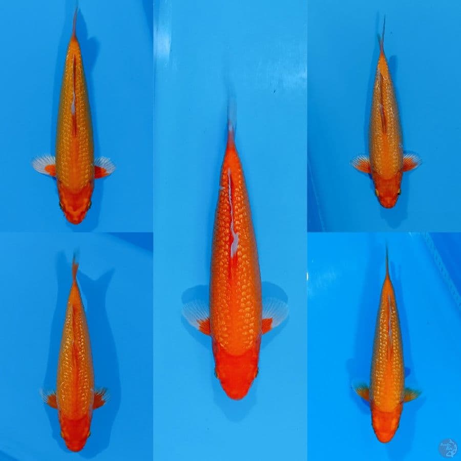 AKA HAJIRO & ORENJI ALL GINDRIN 31_36CM HQ