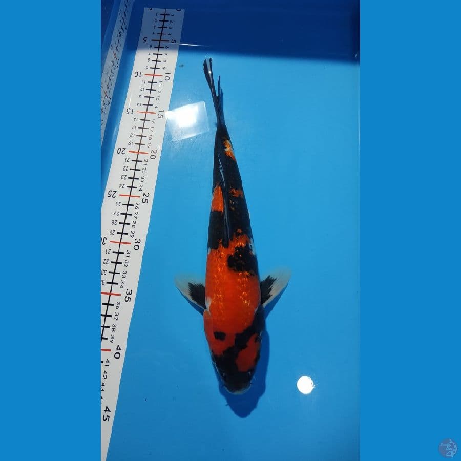 SHOWA SANSHOKU GINDRIN 32CM JANTAN