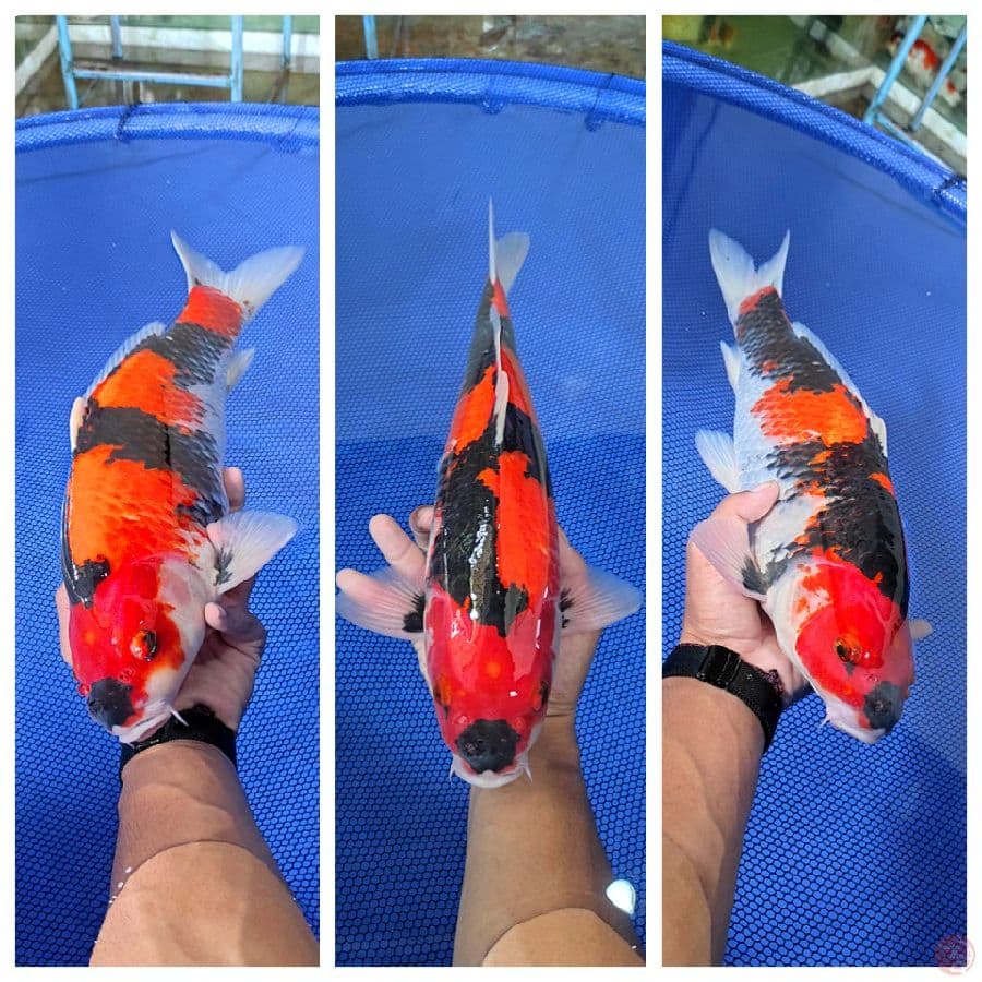 01. HISHOWA 44CM MALE