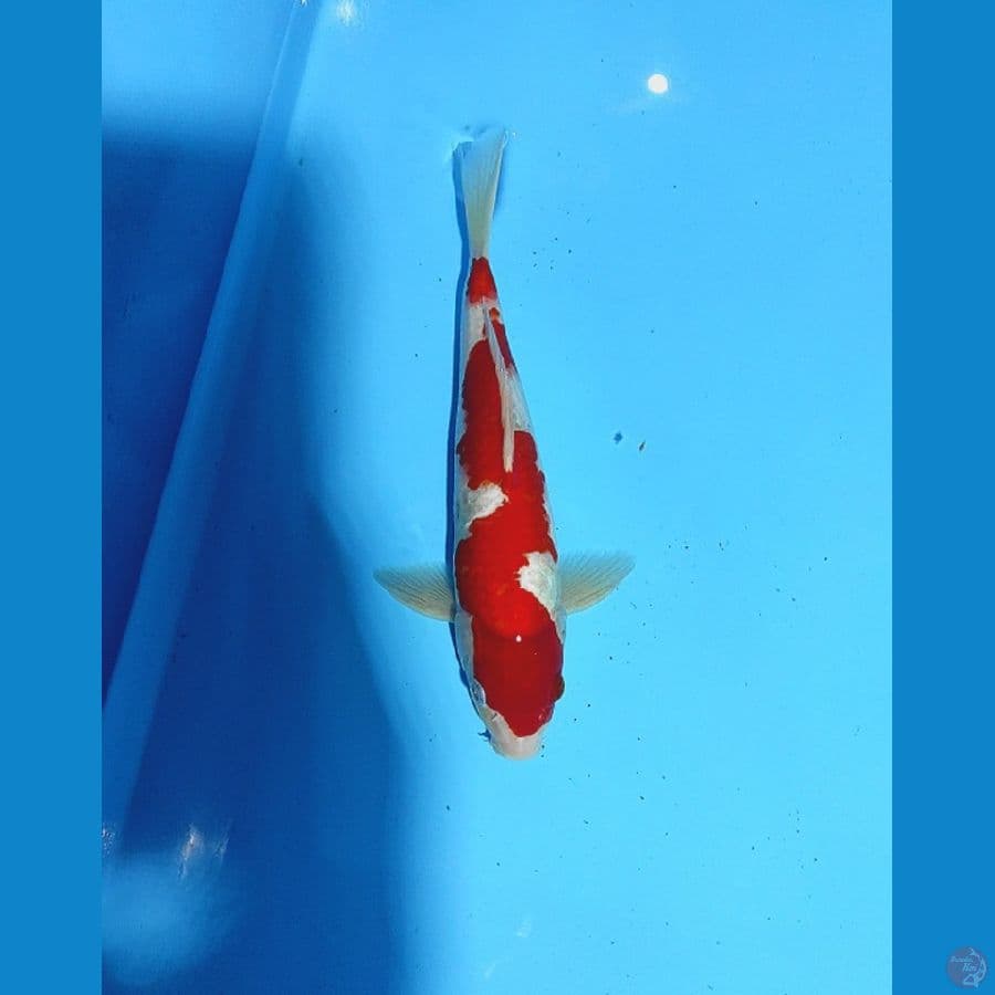 09. kohaku inazuma cutt kering
