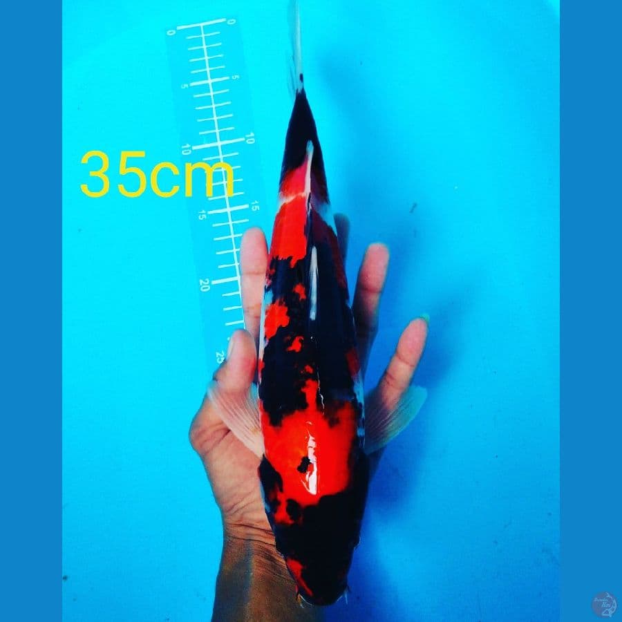 showa 36cm