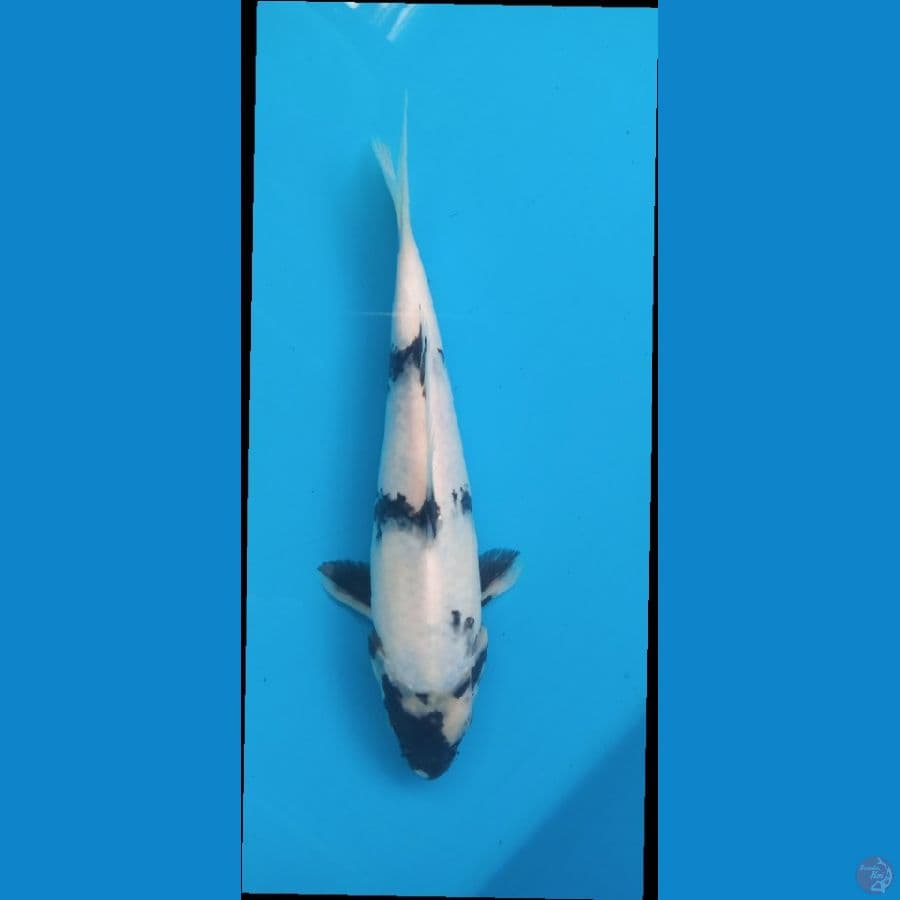 shiro 23cm
