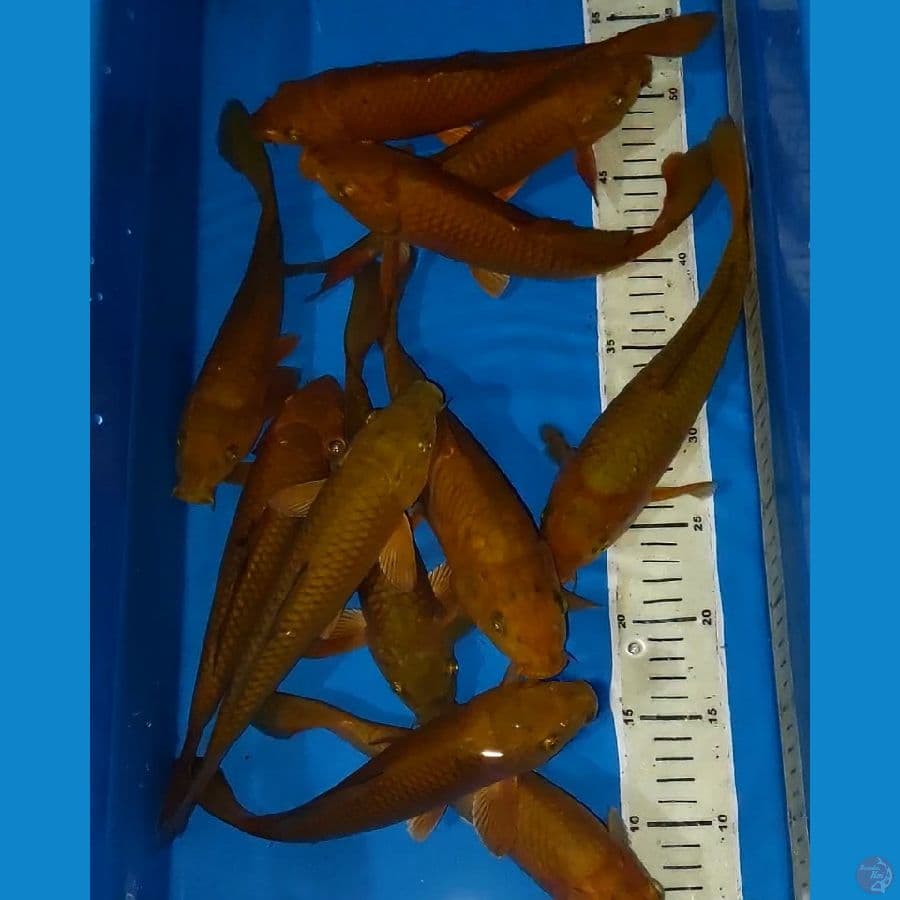CHAGOI TEMBAGA 24-27 CM 11 EKOR