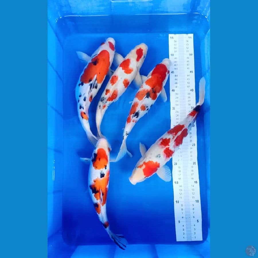 paket sanke joss 30-35cm