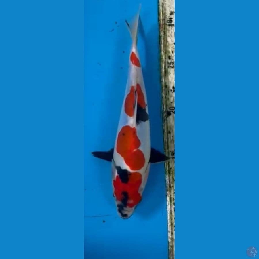 showa doitsu