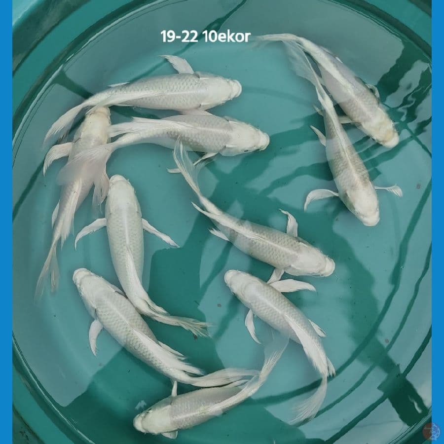 Platinum Kumpay ~ 19-22 cm / 10ekor