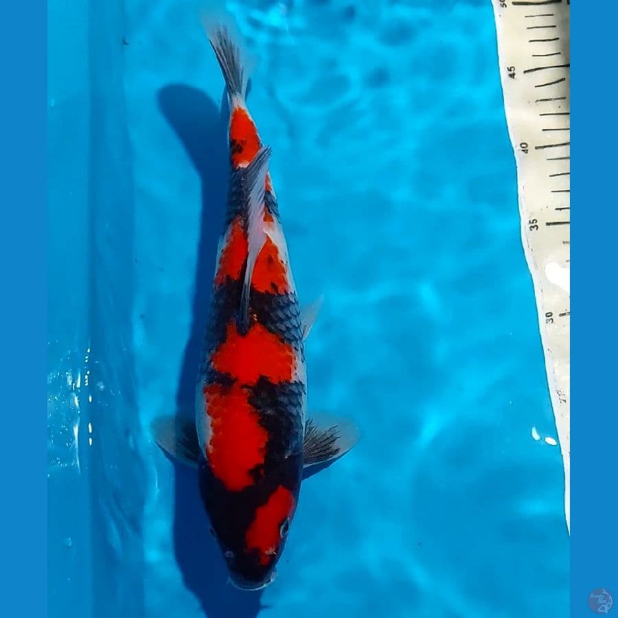 SHOWA 32 CM