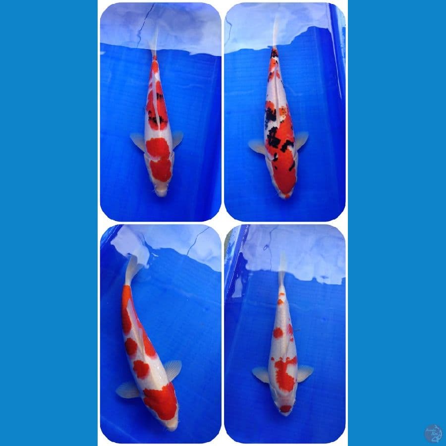 Mix 4 Kohaku Sanke 30-33
