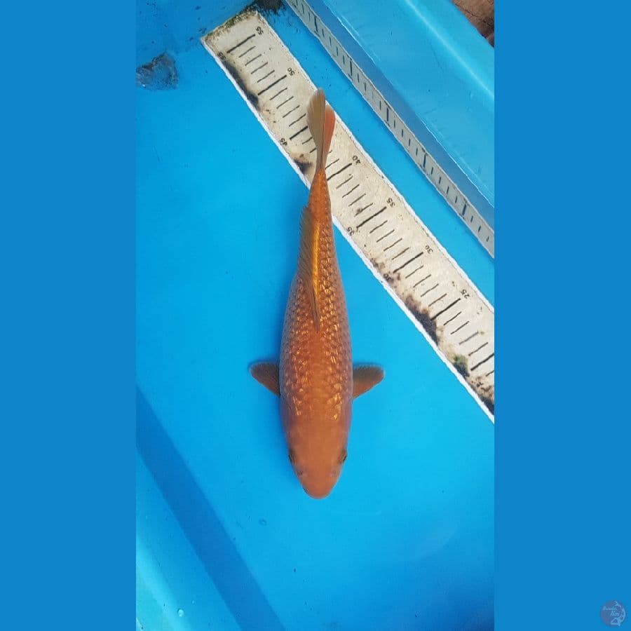 Chagoi ginrin 31cm