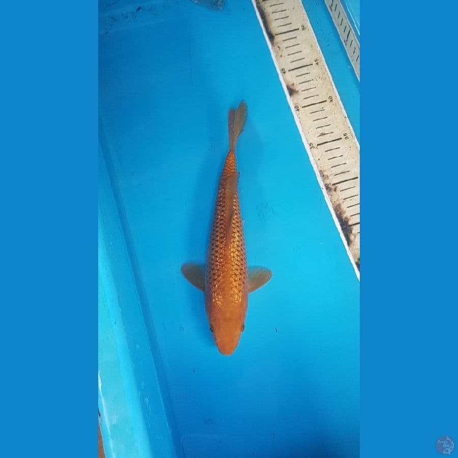 Chagoi full ginrin 26cm