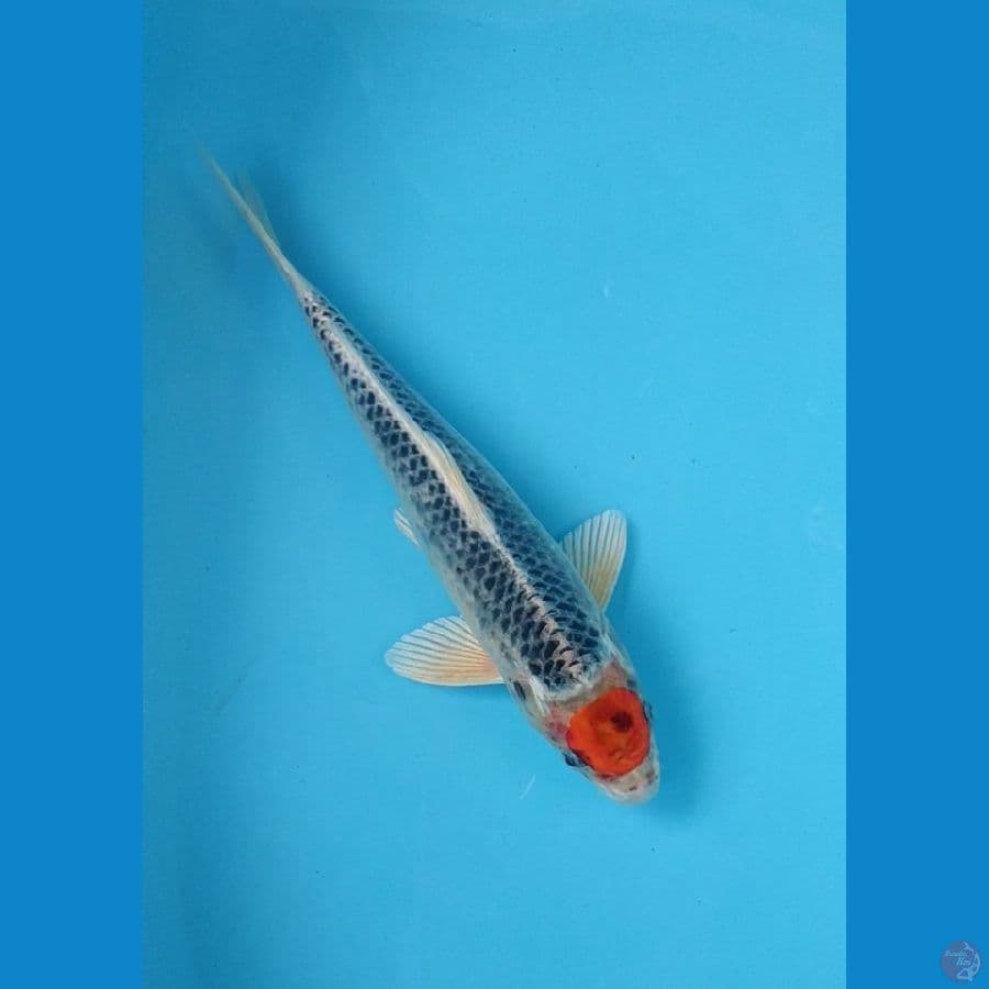 TANCHO KUJAKU 37CM MALE (Cutting 2 minggu)