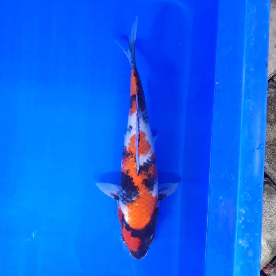Showa Petir SQ Bulky 28cm