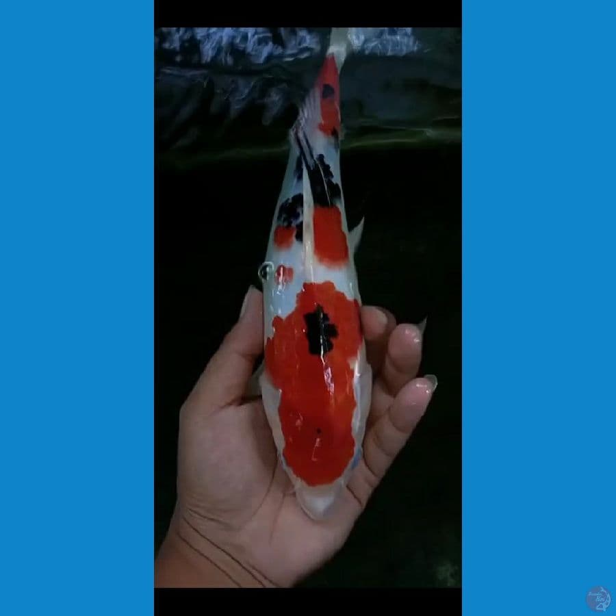Sanke Berkualitas 25cm