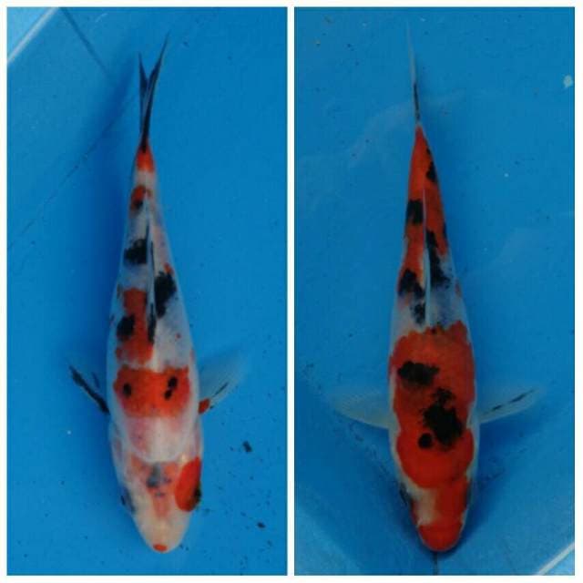 Duo Sanke F1