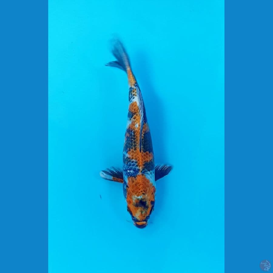 showa hikari 23cm