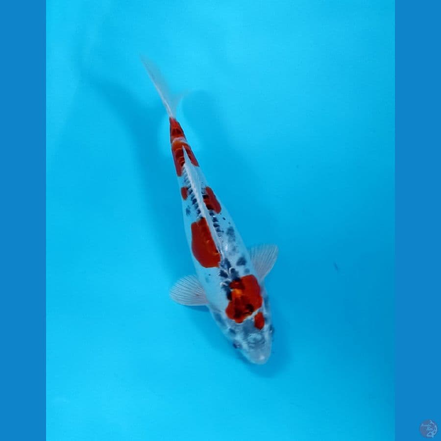 kiko 25cm