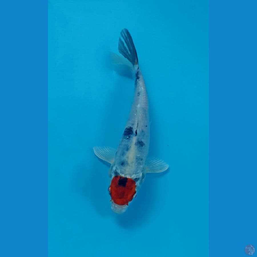 tancho showa 17cm