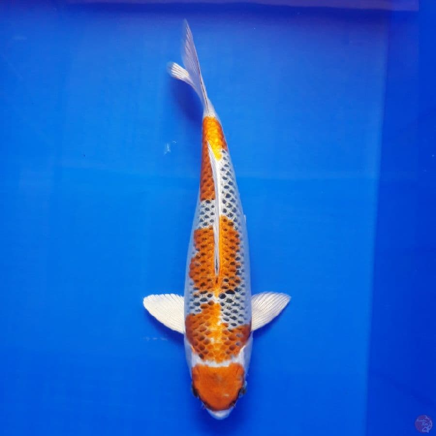 Maruten Kujaku 32cm
