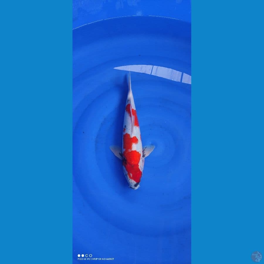 Showa 37cm