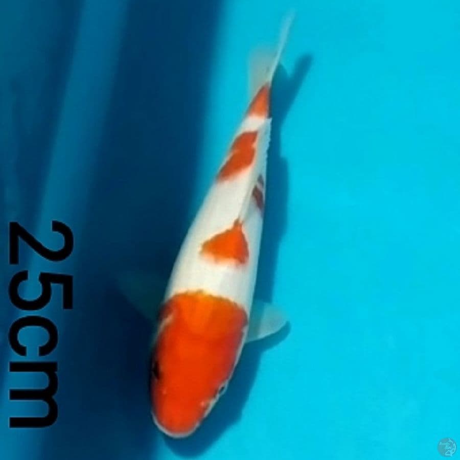 kohaku, 25cm